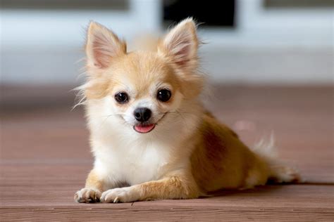 chihuahua marroni|chihuahua dog breed.